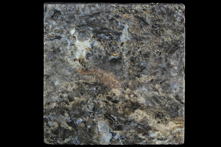 Rhynie Chert - Early Devonian Vascular Plant Fossils #86736